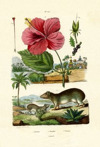 Pokeweed